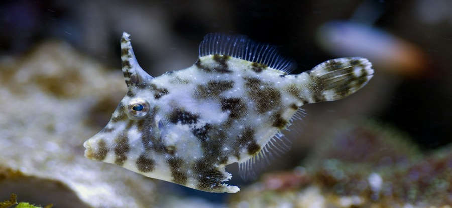 New Saltwater