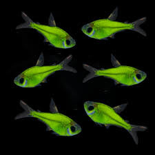 Tetra-GMO X-Ray - Image 3